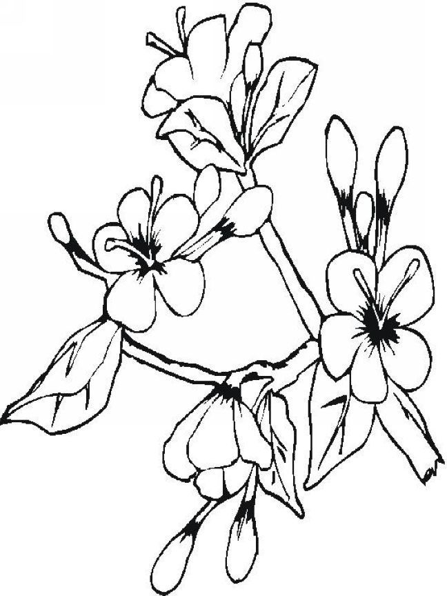 Coloring Japanese Cherry Blossom Coloring Pages With Cherry 648x864 Coloring Japanese Cherry Blossom Coloring Pages With Cherry