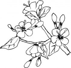 Cherry Blossoms Coloring Page 236x226 Cherry Blossoms Coloring Page