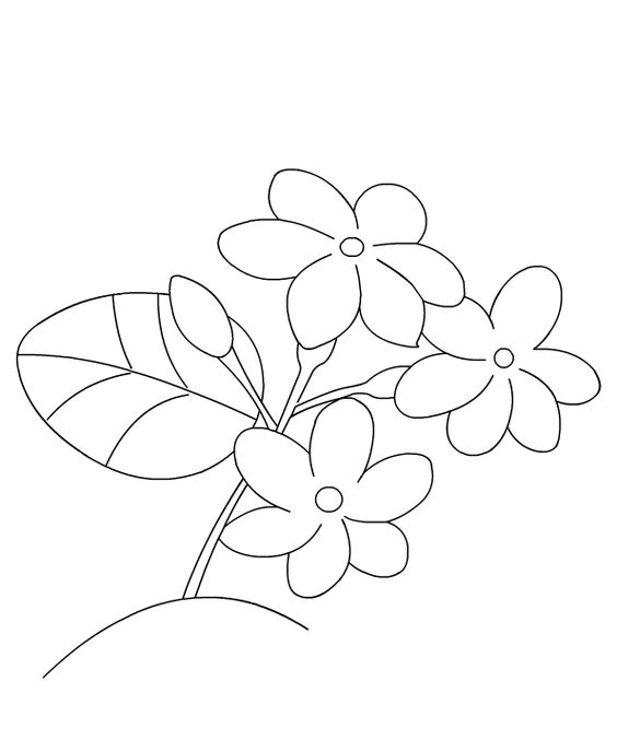 564x687 Jasmine Flower Coloring Pages Lovely Jasmine Flower Coloring Pages