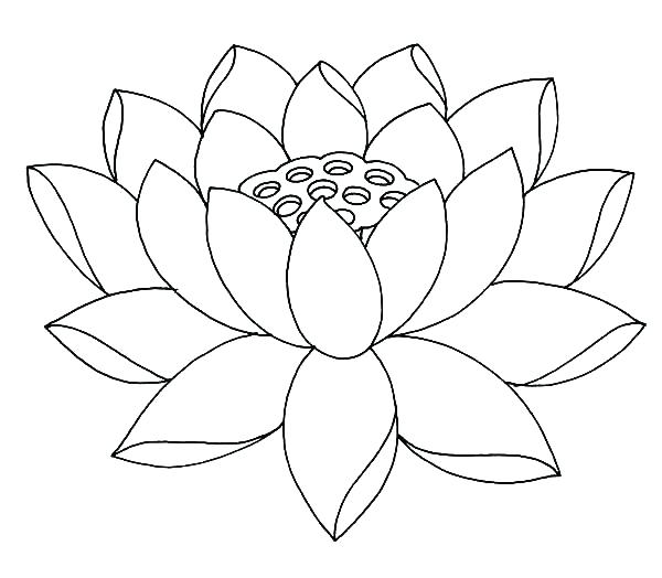 600x524 Coloring Flower Great Jasmine Flower Coloring Pages Free Download