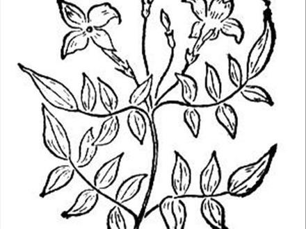 440x330 Jusmint Coloriage, Jasmine Flower Coloring Pages