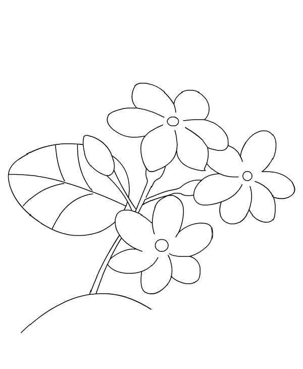 600x731 Jasmine Flower Coloring Pages Coloring Kids Flower