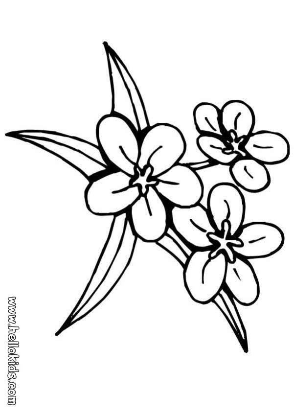 601x850 Jasmine Flower Coloring Pages Flower Coloring Page Adult Coloring