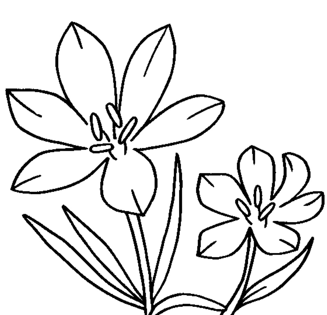 1058x1020 Awesome Jasmine Flower Coloring Pages Design Printable Coloring