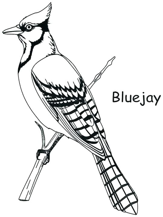 540x720 Toronto Blue Jays Coloring Pages Printable Jay Photos Bird Page