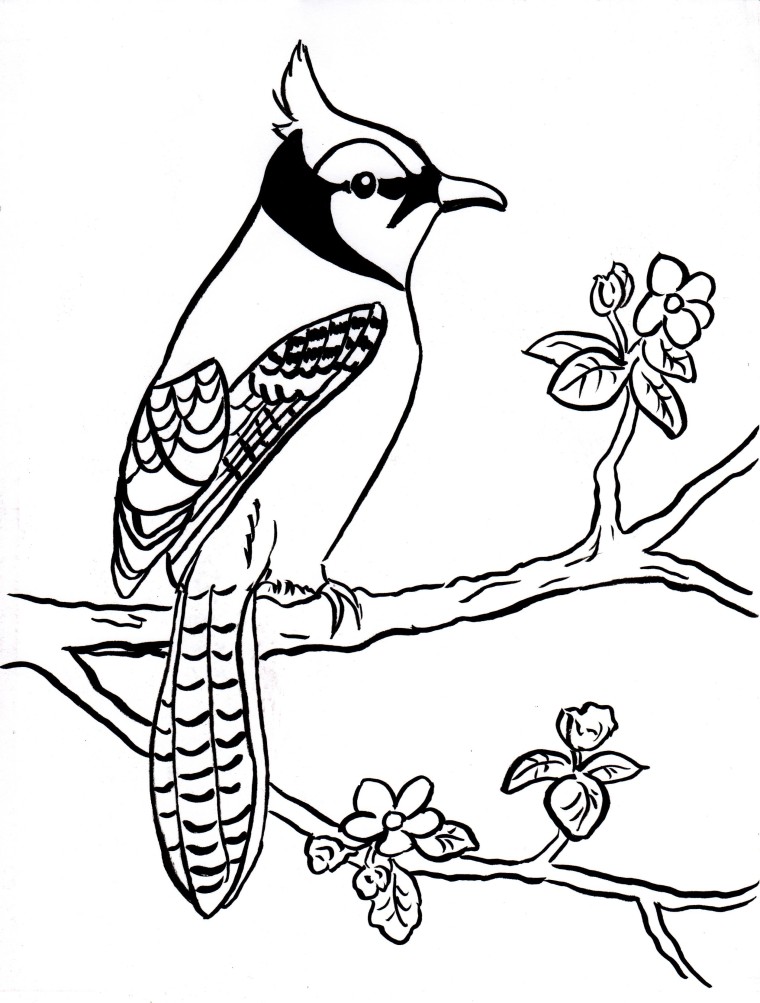 760x1003 Blue Jay Coloring Page