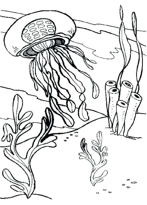 600x835 Jellyfish Coloring Page Jellyfish Coloring Pages Jellyfish
