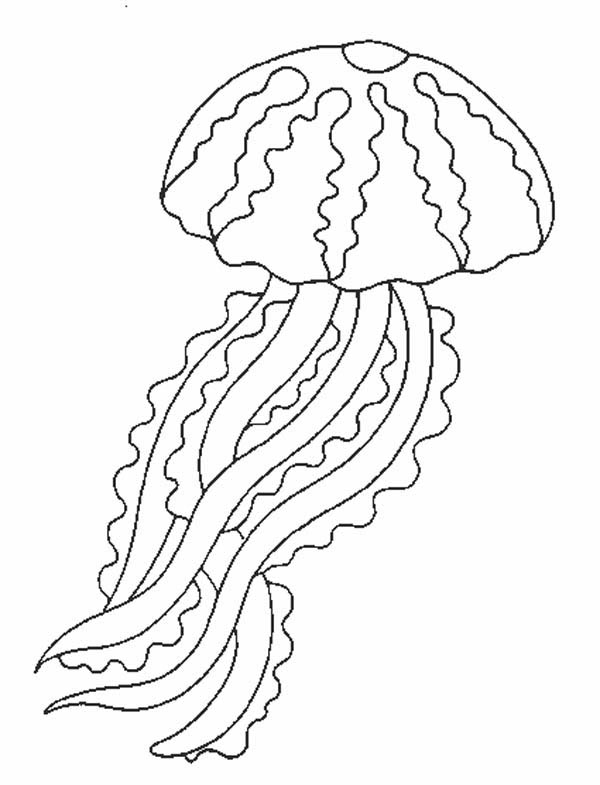 600x785 Jelly Fish Coloring Pages Jellyfish, Scyphozoa Jellyfish