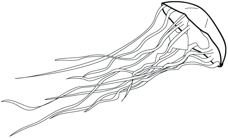 800x484 Jellyfish Coloring Page For Adults Pages Cartoon Pictures