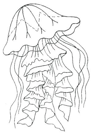 300x434 Jellyfish Coloring Pages Jellyfish Coloring Page 1 Cartoon
