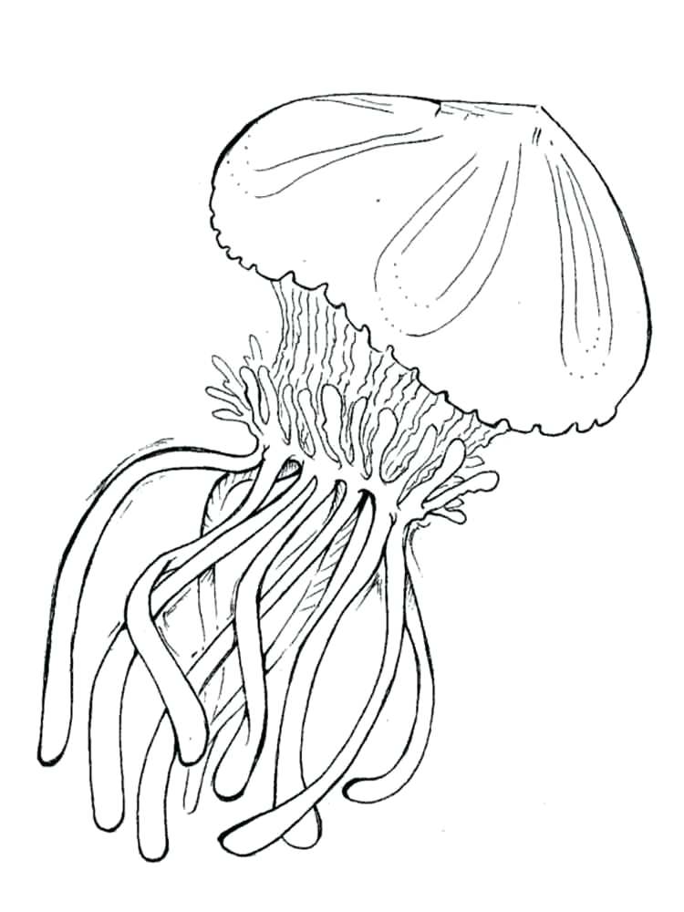 750x1000 Jellyfish Of Plus Free Jellyfish Coloring Pages