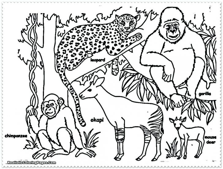 Mazes And Coloring Pages Author Artist Rainforest Waterfalls Page 728x553 Mazes And Coloring Pages Author Artist Rainforest Waterfalls Page