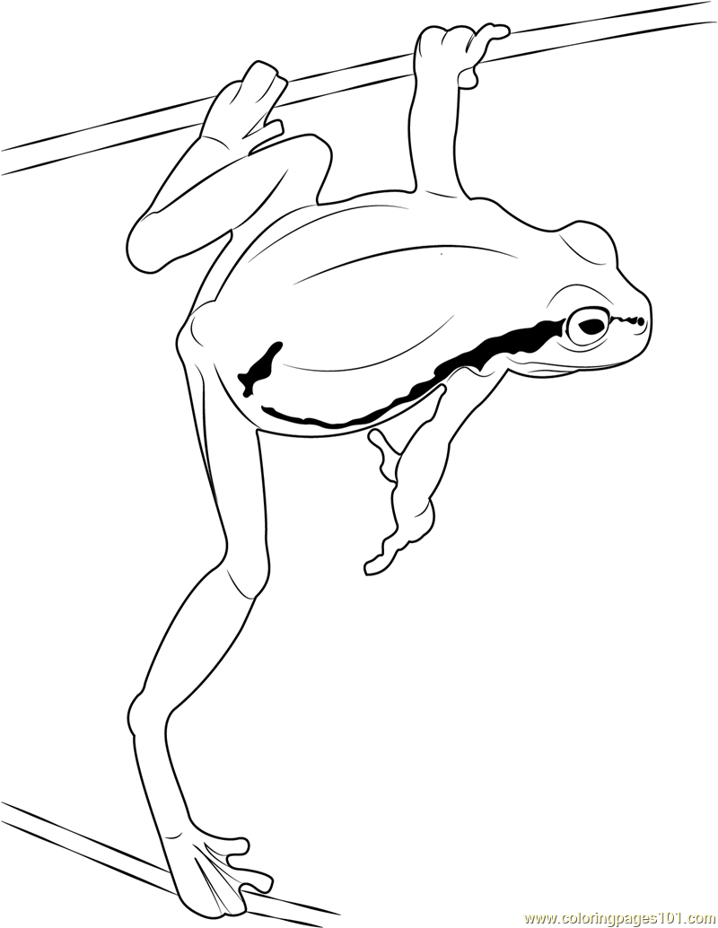 Green Frog Jump Coloring Page 800x1034 Green Frog Jump Coloring Page