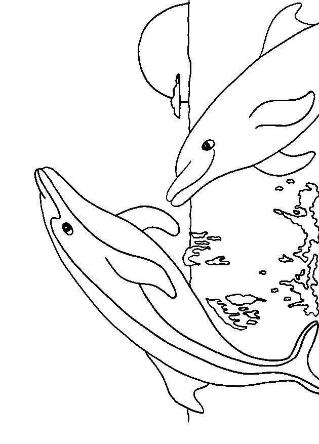 630x877 Dolphin Coloring Pages