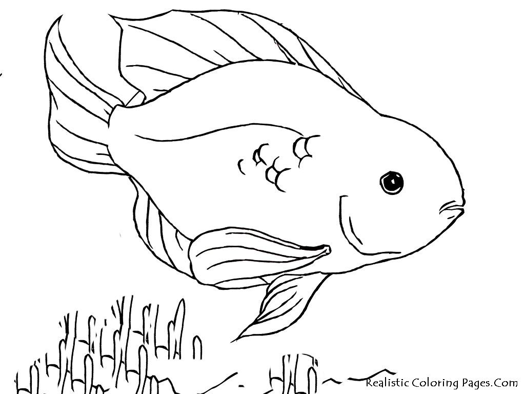 1024x768 Fish Coloring Pages