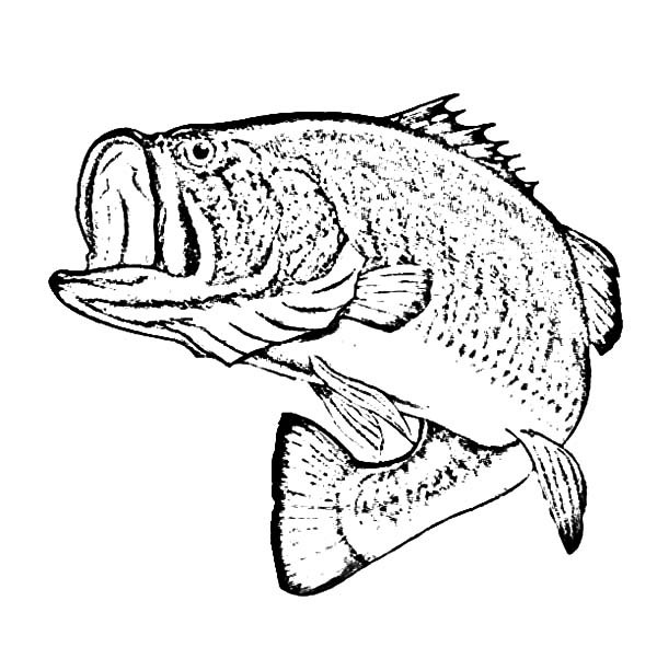 600x612 Sketch Of Bass Fish Coloring Pages Best Place To Color