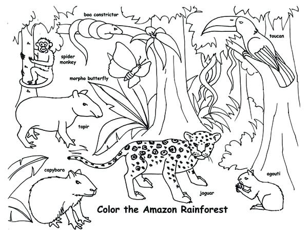 600x460 Rainforest Animals Coloring Pages Best Of Surfnpig