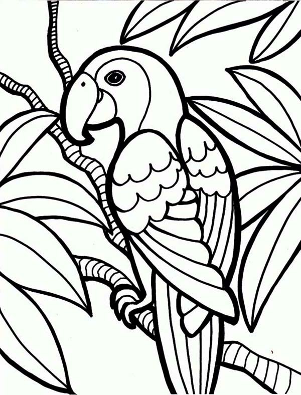 600x788 Jungle Parrot Coloring Page