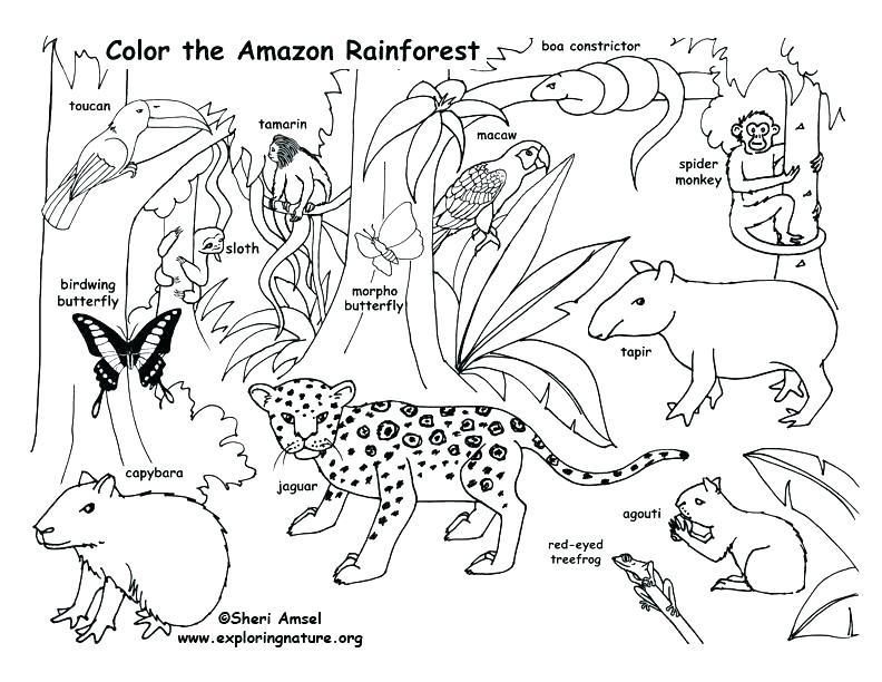 792x612 Jungle Book Coloring Pages Printable Jungle Book Coloring Sheets
