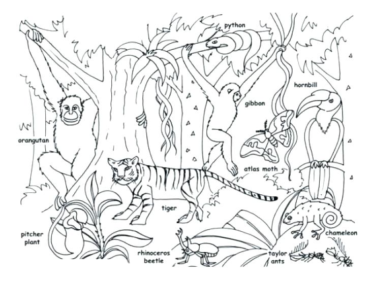 730x554 Jungle Coloring Page Zoo Animals Coloring Page Coloring Book Pages