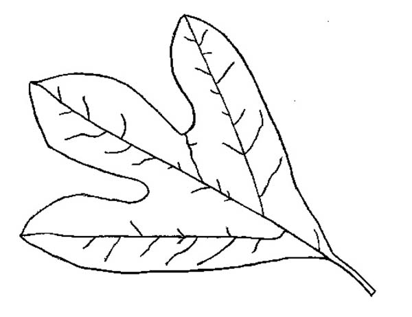 Autumn Leaf Coloring Page 600x462 Autumn Leaf Coloring Page