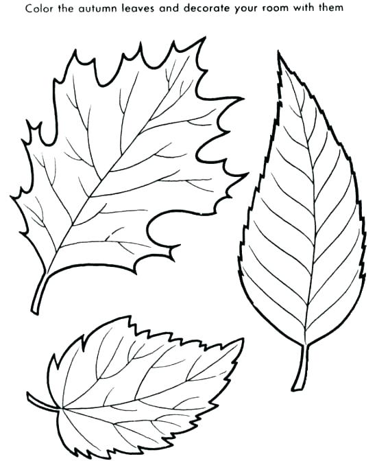 Coloring Pages Leaves Coloring Pages Fall Leaves Coloring Pages 550x672 Coloring Pages Leaves Coloring Pages Fall Leaves Coloring Pages