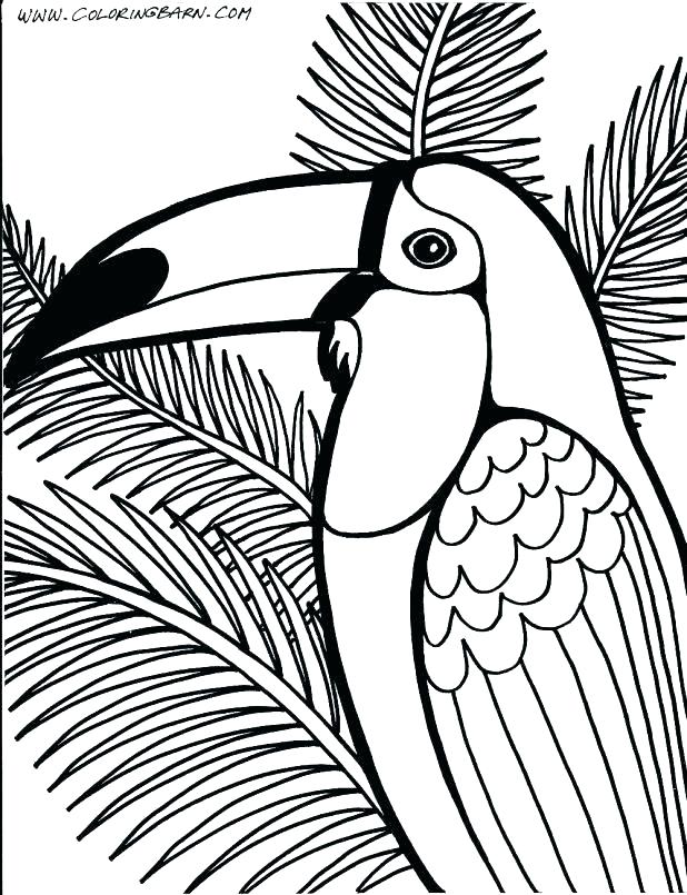618x805 Rainforest Coloring Pages