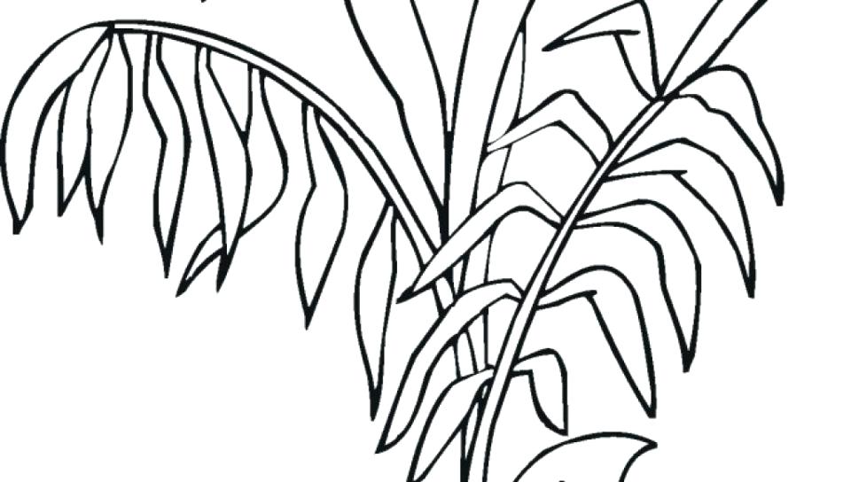 960x544 Coloring Pages Of Plants Coloring Pages Trees Plants And Flowers