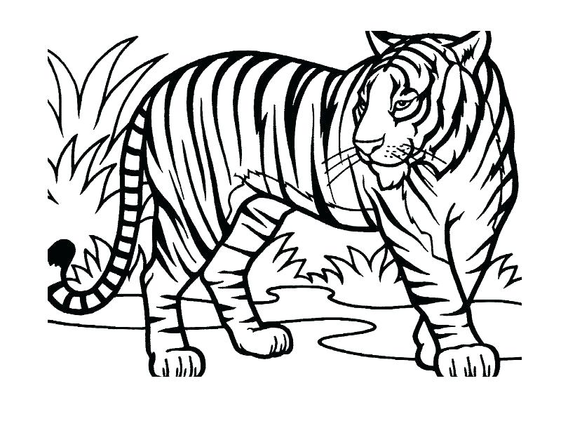 Jungle Animals Coloring Page Jungle Printable Coloring Pages Also 800x600 Jungle Animals Coloring Page Jungle Printable Coloring Pages Also