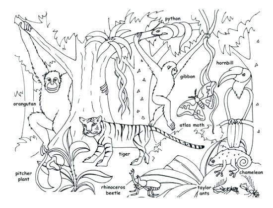 550x418 Jungle Book Coloring Page Downloadable Design Kids Design Kids
