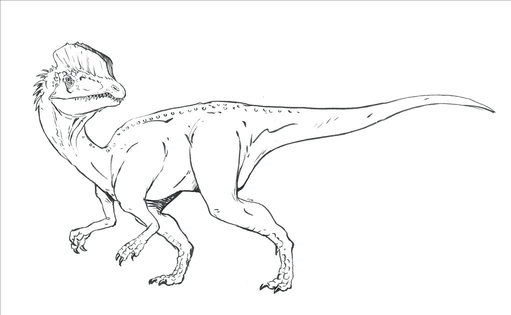 1023x631 Velociraptor Coloring Pages Coloring Pages Jurassic Park Raptor