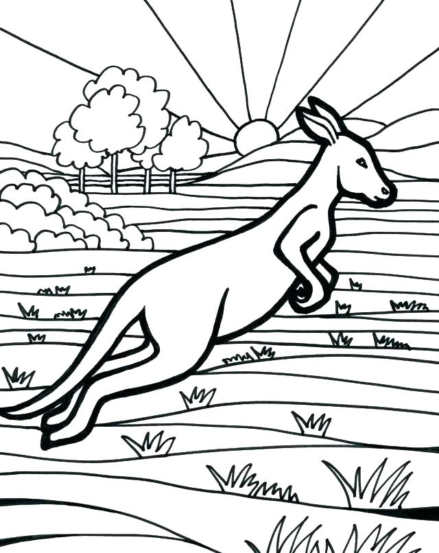 640x806 Kangaroo Color Page Kangaroo Coloring Page Kangaroo Coloring Page