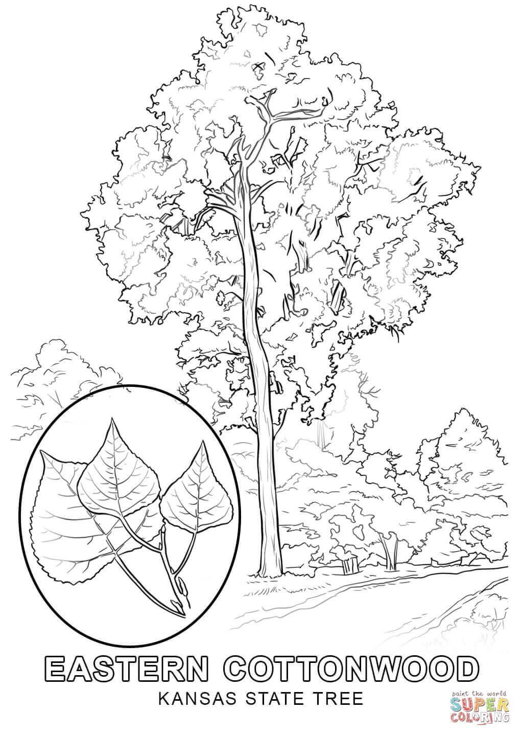 1020x1440 Kansas Coloring Pages State Flower Coloring Page Fun
