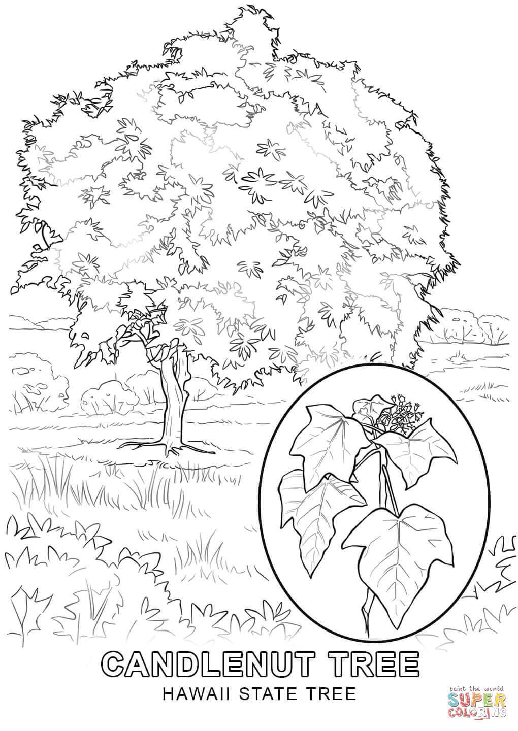1020x1440 Big Tennessee State Tree Coloring Page Kansas Free Printable Pages