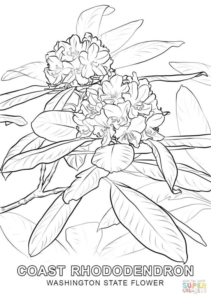 State Flower Coloring Pages State Flower Coloring Pages 0 Arkansas 725x1024 State Flower Coloring Pages State Flower Coloring Pages 0 Arkansas