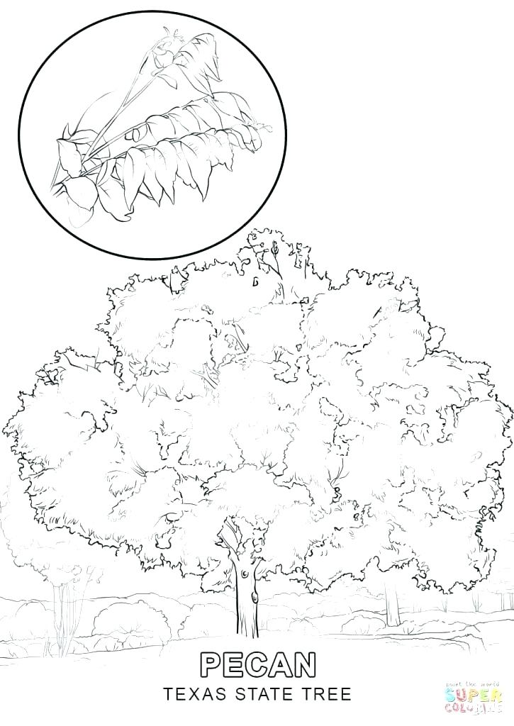 Texas Tech Coloring Pages State Symbols Coloring Pages State Tree 725x1024 Texas Tech Coloring Pages State Symbols Coloring Pages State Tree
