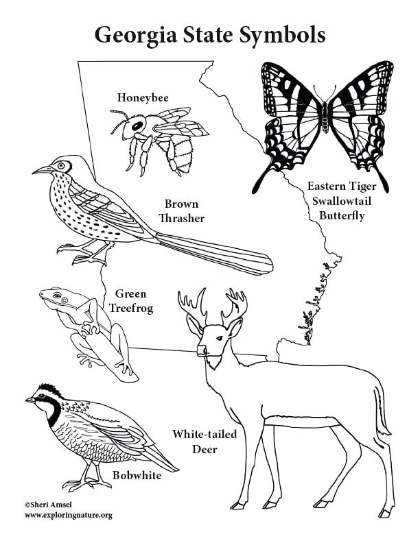 Illinois State Symbols Coloring Pages Page Fuhrer Von 612x792 Illinois State Symbols Coloring Pages Page Fuhrer Von