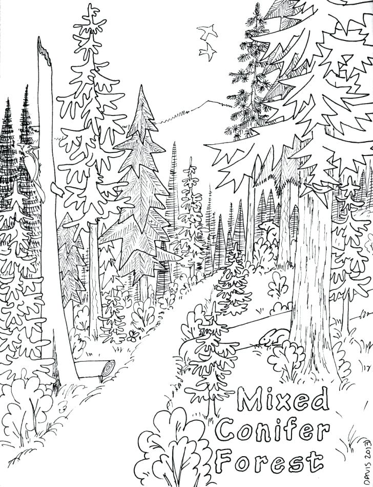 Forest Coloring Pages With Animals Temperate Deciduous Coniferous 728x949 Forest Coloring Pages With Animals Temperate Deciduous Coniferous