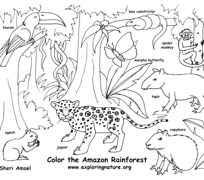 678x600 Rainforest Coloring Page Forest Coloring Pages Printable Free