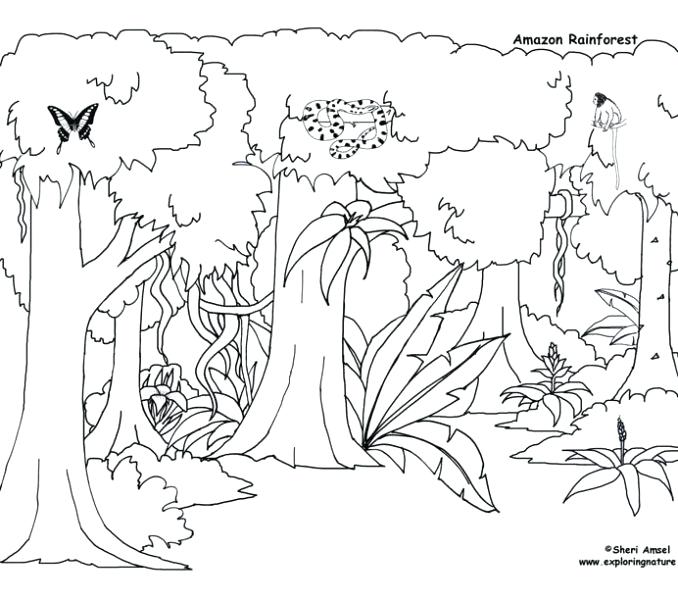 678x600 Rain Forest Coloring Pages