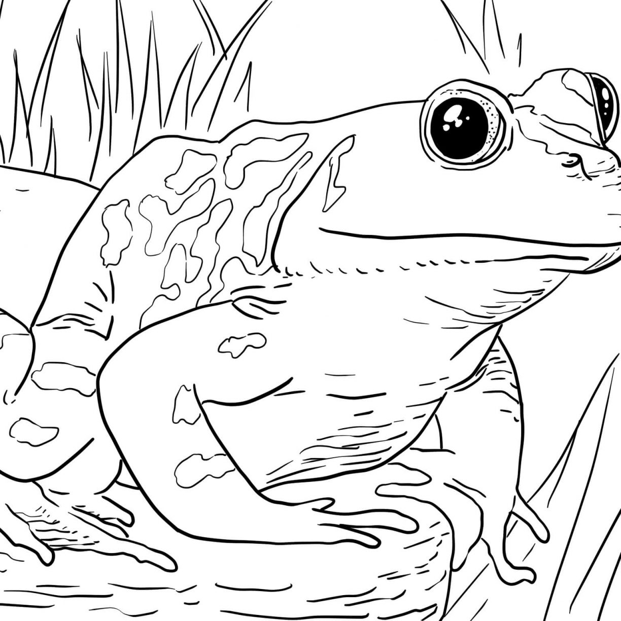 1224x1224 Kermit The Frog Coloring Pages Head Realistic And Page Cartoons