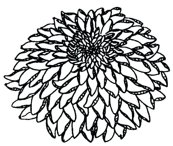 600x507 Kevin Henkes Coloring Pages Chrysanthemum Coloring Pages Flower