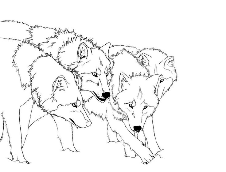 736x562 Wolf S Coloring Page Free Download