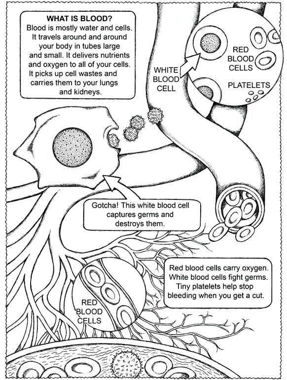 582x770 Body Systems Coloring Pages For Middle School Human Body Coloring