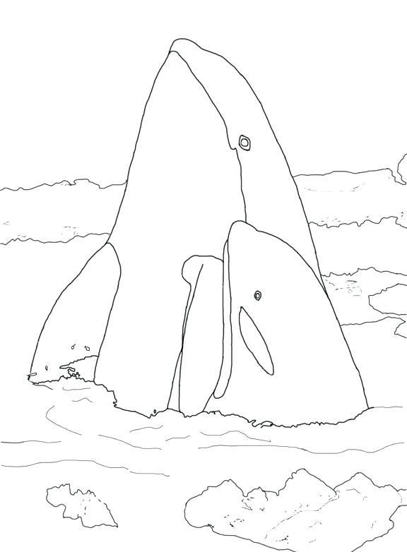 576x782 Killer Whale Coloring Page Line Drawing Of Killer Whale With Calf