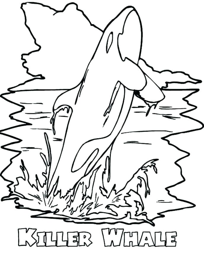 688x855 Killer Whale Coloring Pages Colorful Killer Whale Coloring Pages