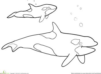 Killer Whale Coloring Page Coloring, Colors And Killer Whales 350x256 Killer Whale Coloring Page Coloring, Colors And Killer Whales