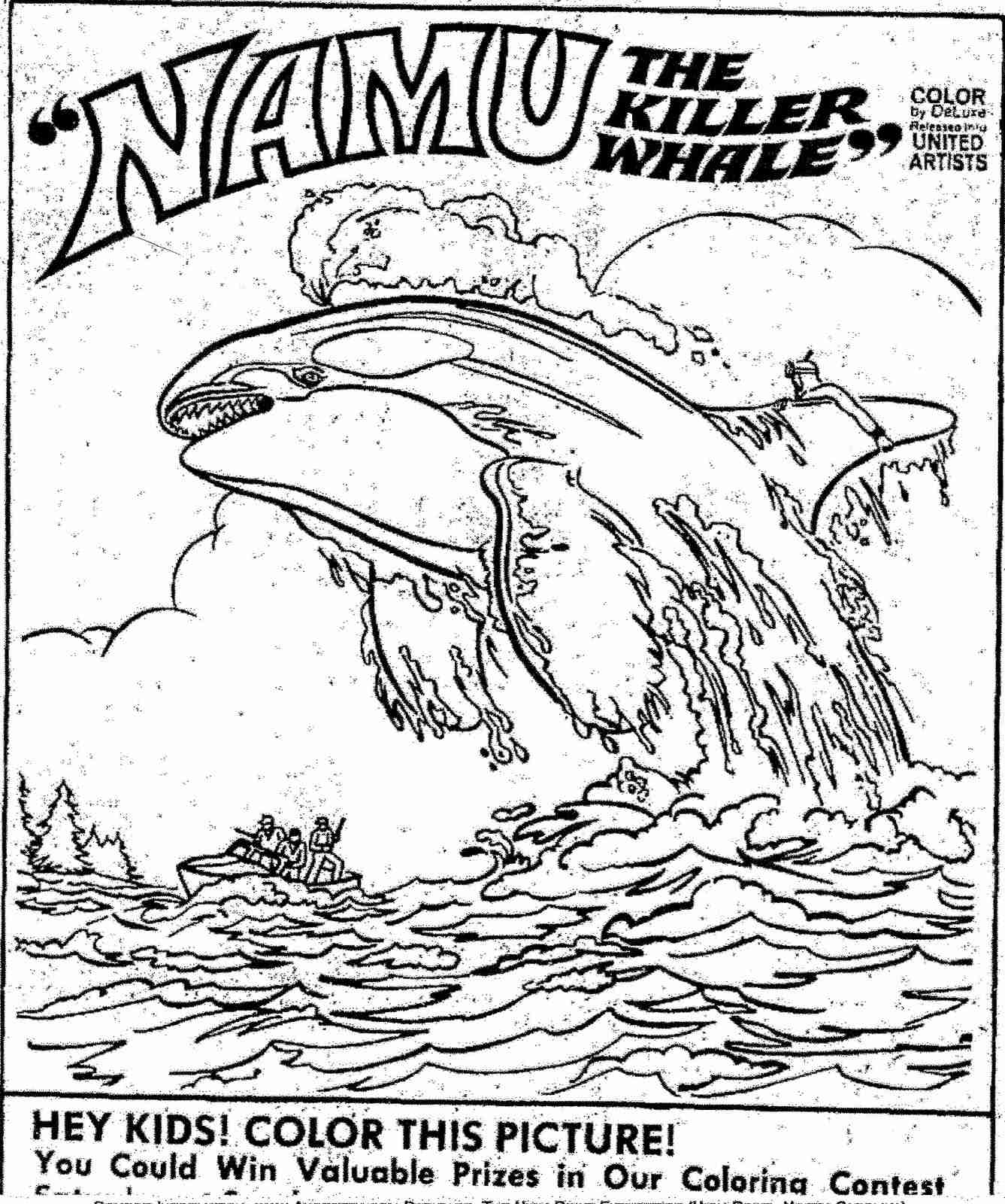 Killer Whale Coloring Pages 1337x1600 Killer Whale Coloring Pages
