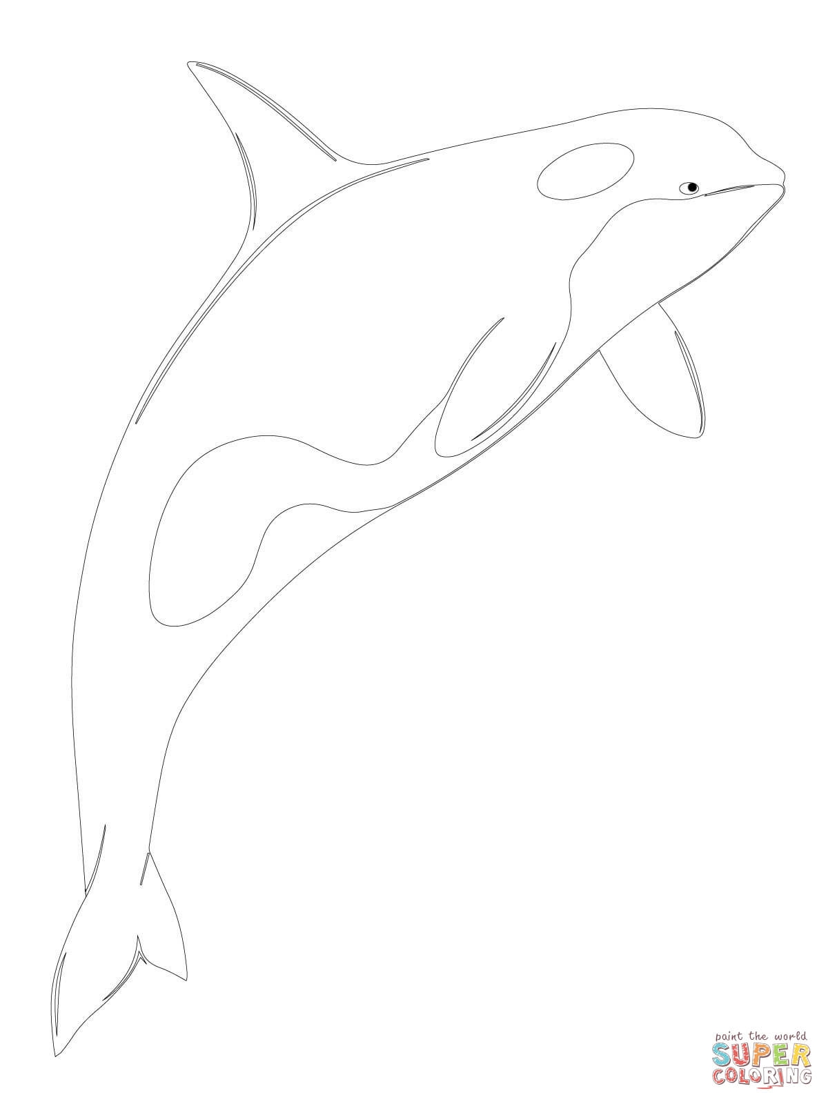 Killer Whale Coloring Pages 4creative Collection 1200x1600 Killer Whale Coloring Pages 4creative Collection