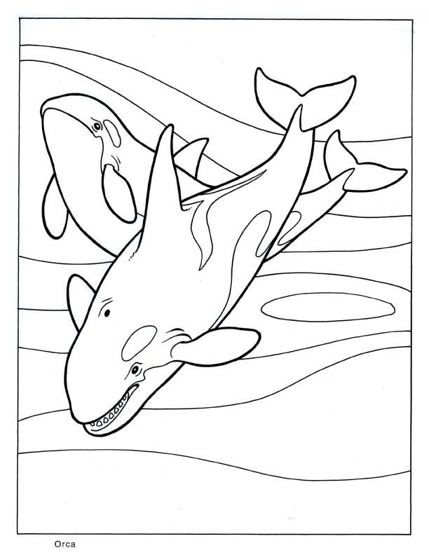 Killer Whale Coloring Pages Fresh Killer Whale Coloring Pages 612x792 Killer Whale Coloring Pages Fresh Killer Whale Coloring Pages
